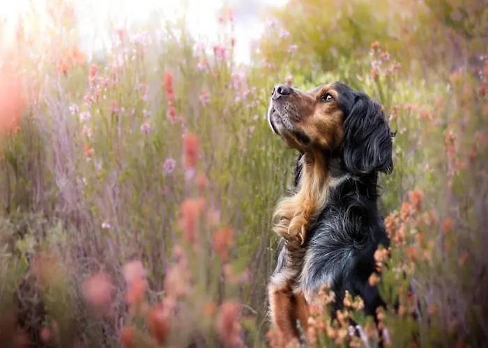 With Fireplace, View